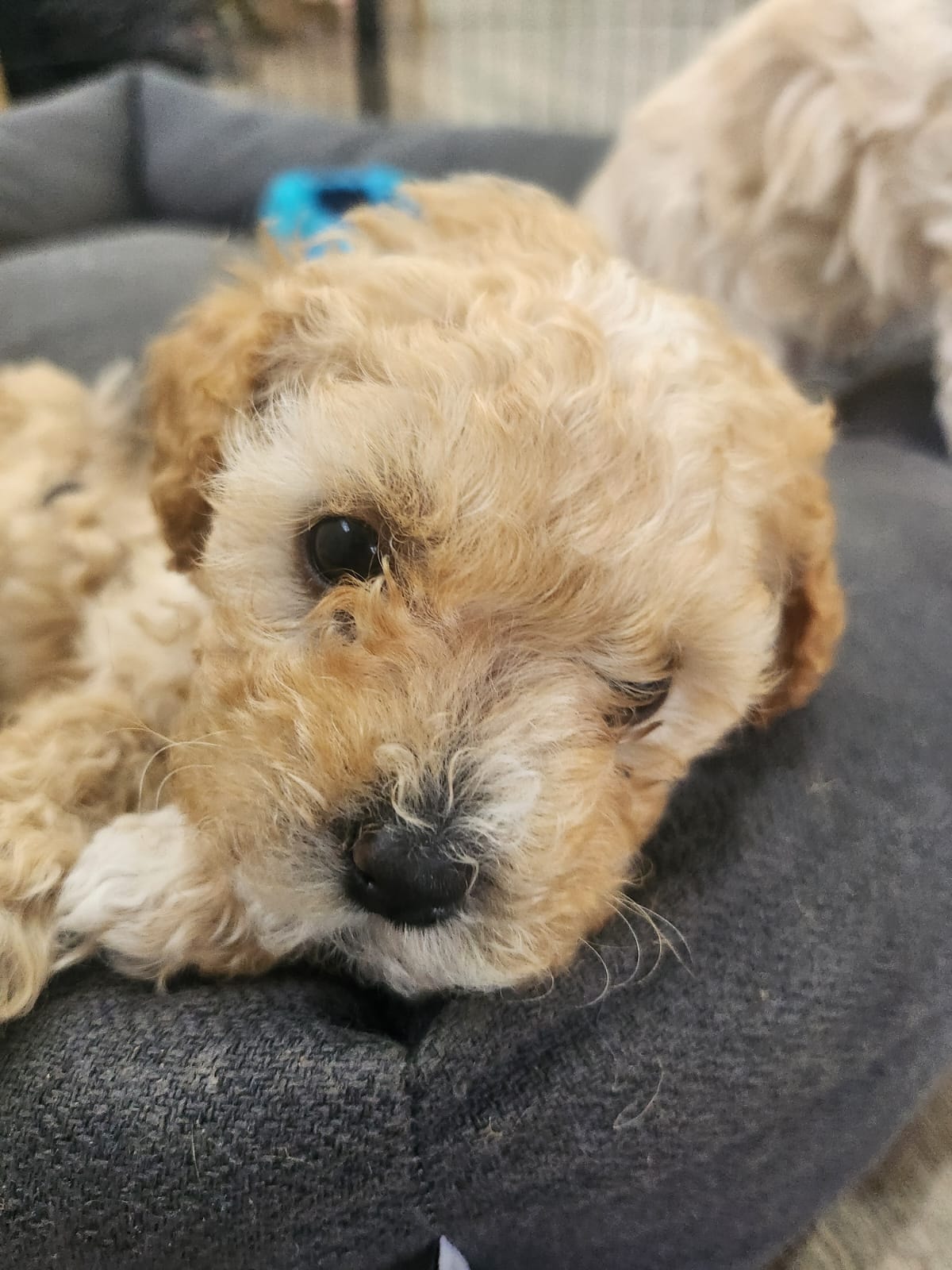 Mini Paws - puppy art session