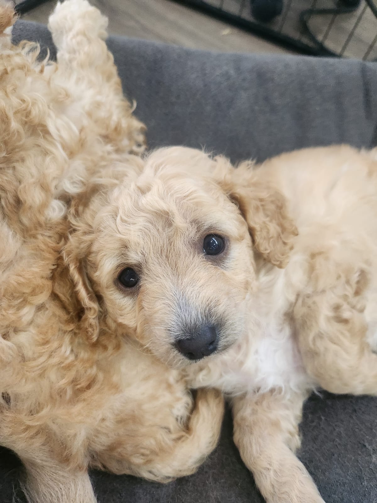Junior Artists - puppy art session